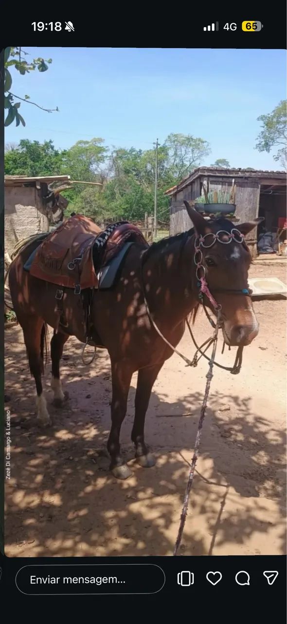 Égua criola com quarto de milha - Foto 5