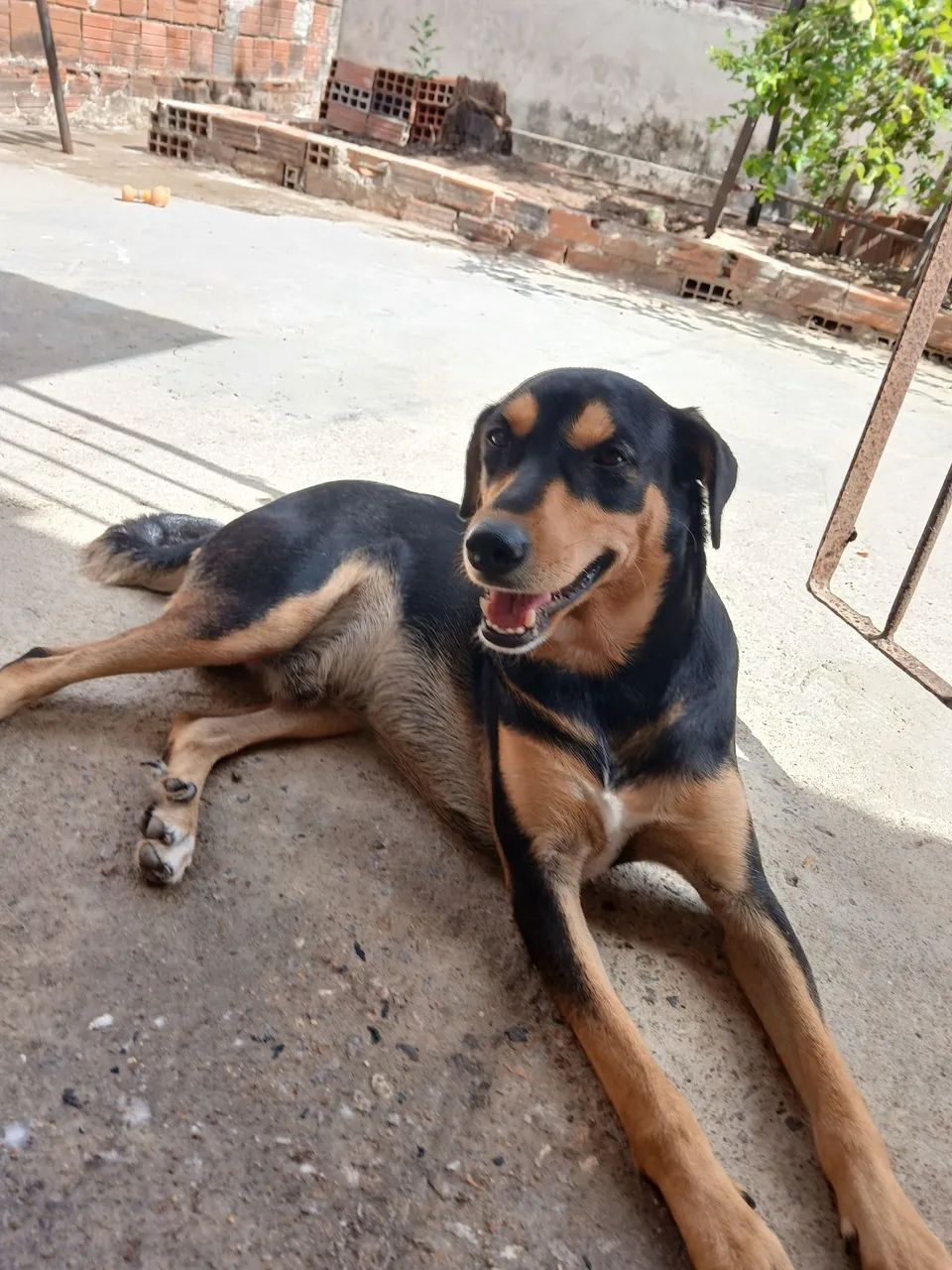 Doando um cachorro  - Foto 5