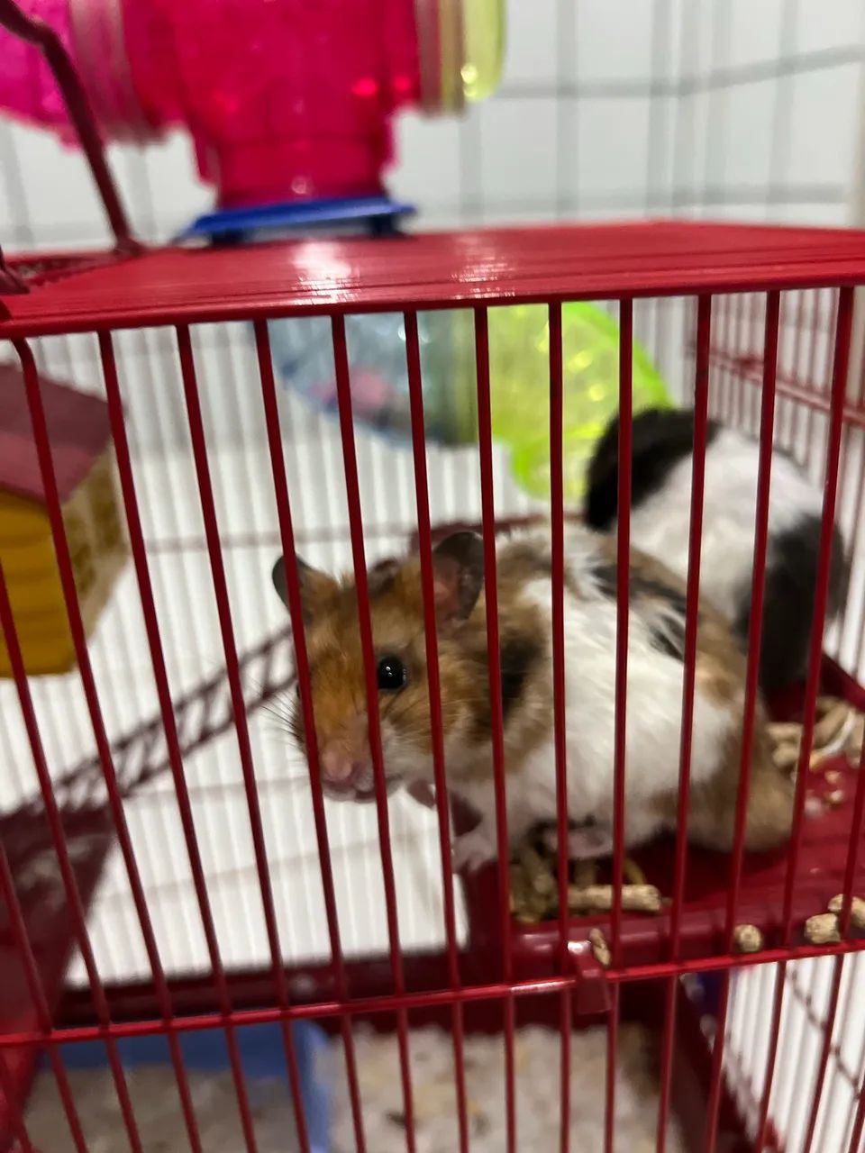 Hamster - Foto 2