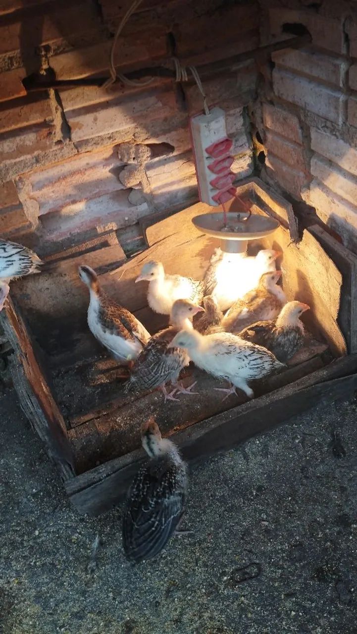 Pintinho de Peru - Foto 2
