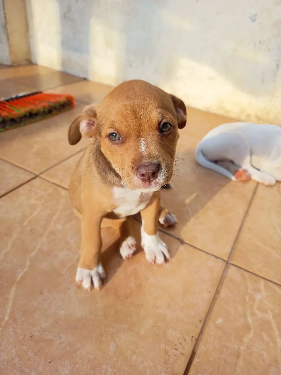 American Bully - Foto 2