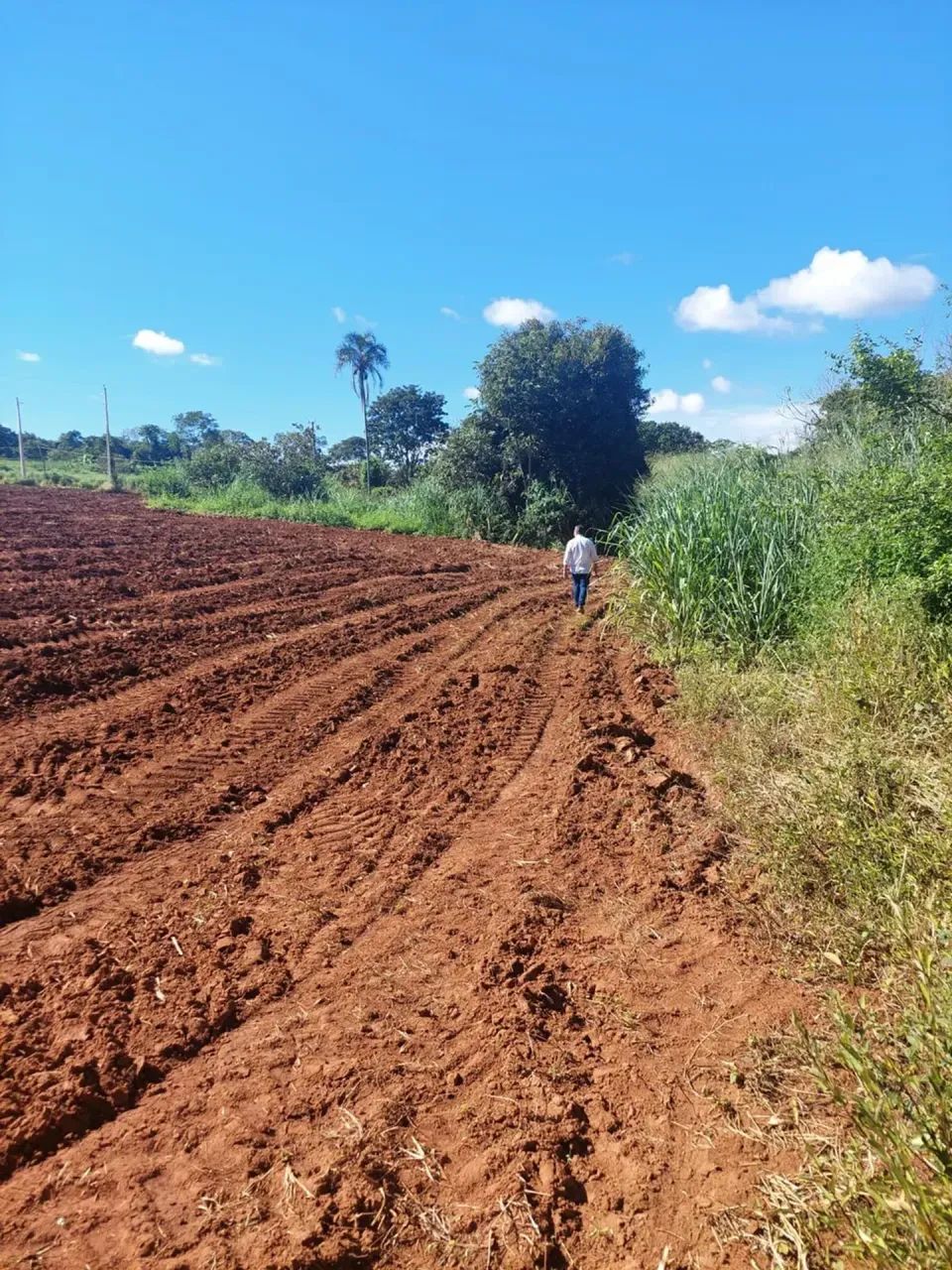 CHÁCARA À VENDA  PIRENÓPOLIS/GO - Foto 4