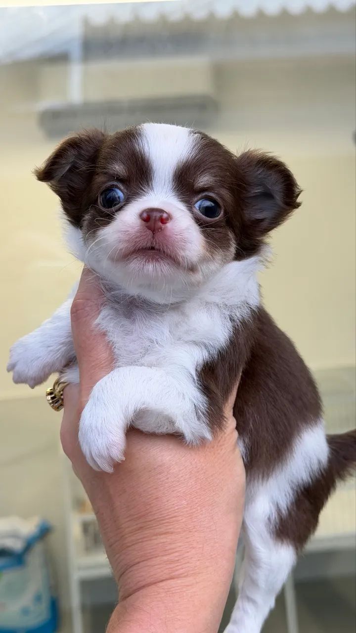 chihuahua branco e choco macho