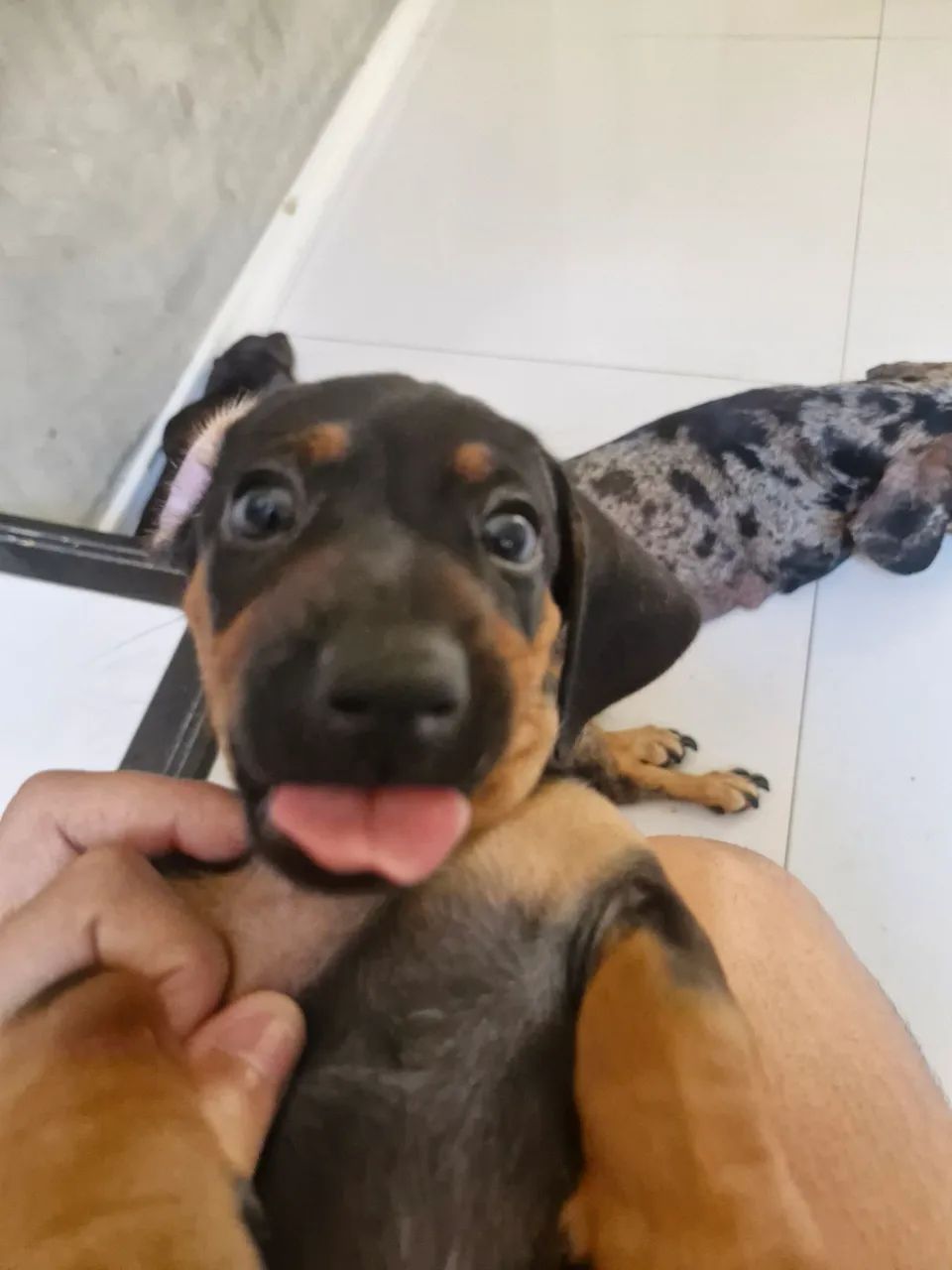Cachorro salsicha (dachshund) - Foto 2