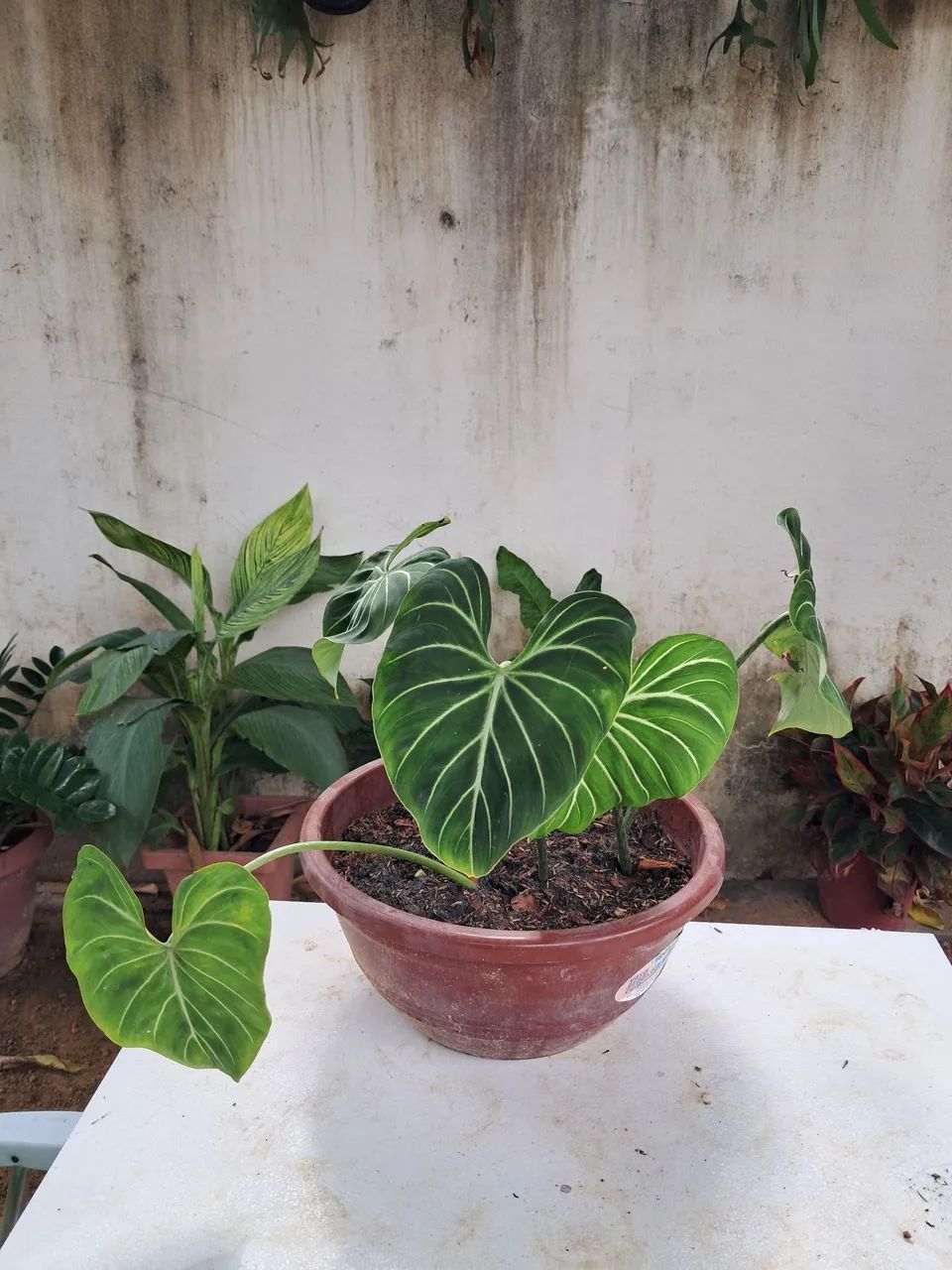 Planta  - Foto 3