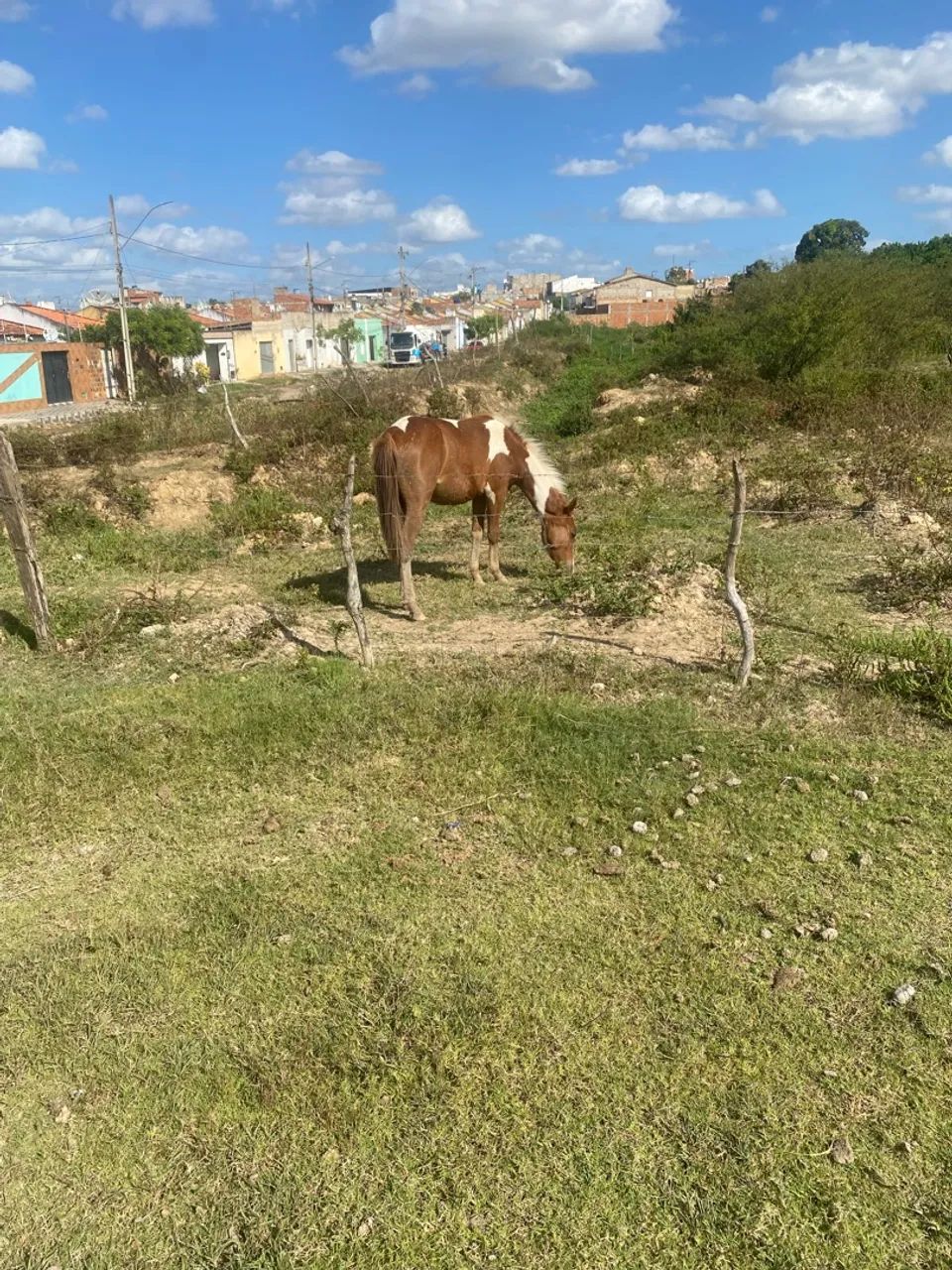 Potrinho 