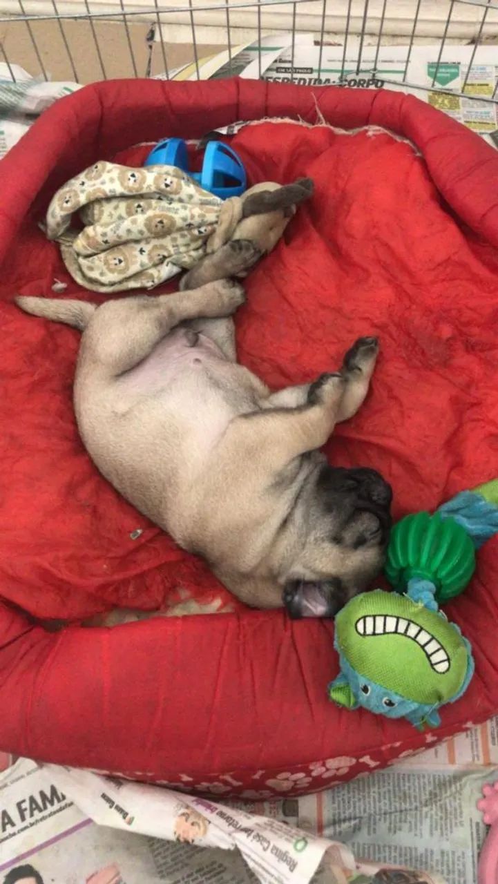 Filhote de Pug - Foto 4
