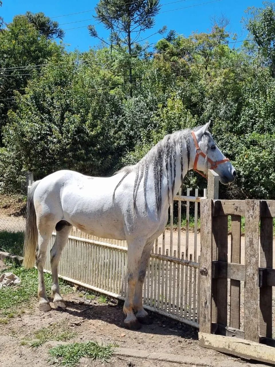 Cavalo mangalarga  - Foto 3