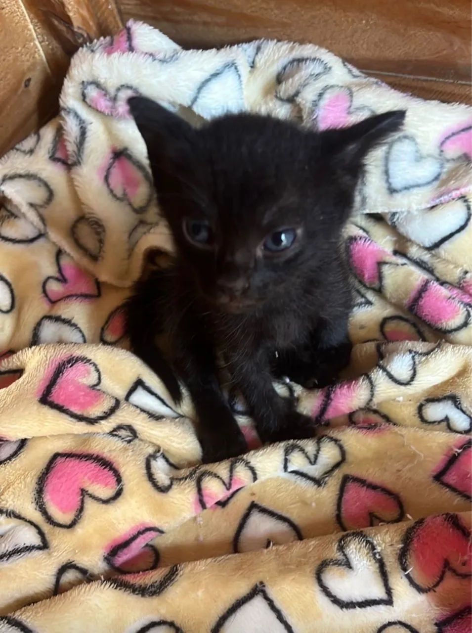 Gatinha para Doação - 2 Meses - Muito Carinhosa 