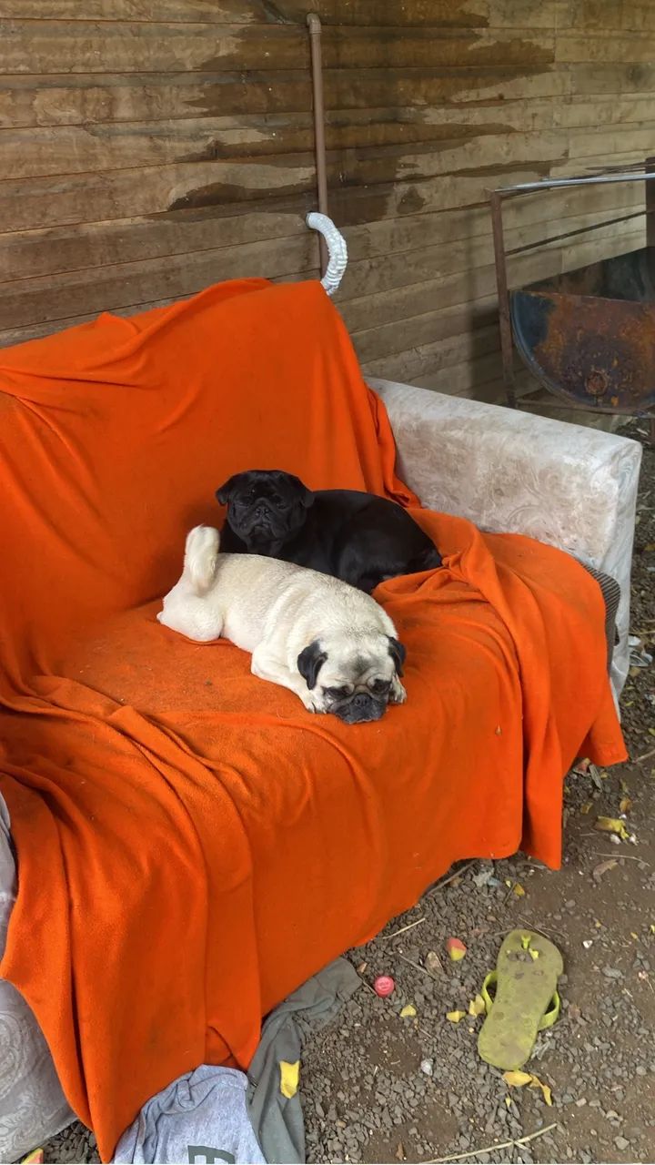 Pug alugo