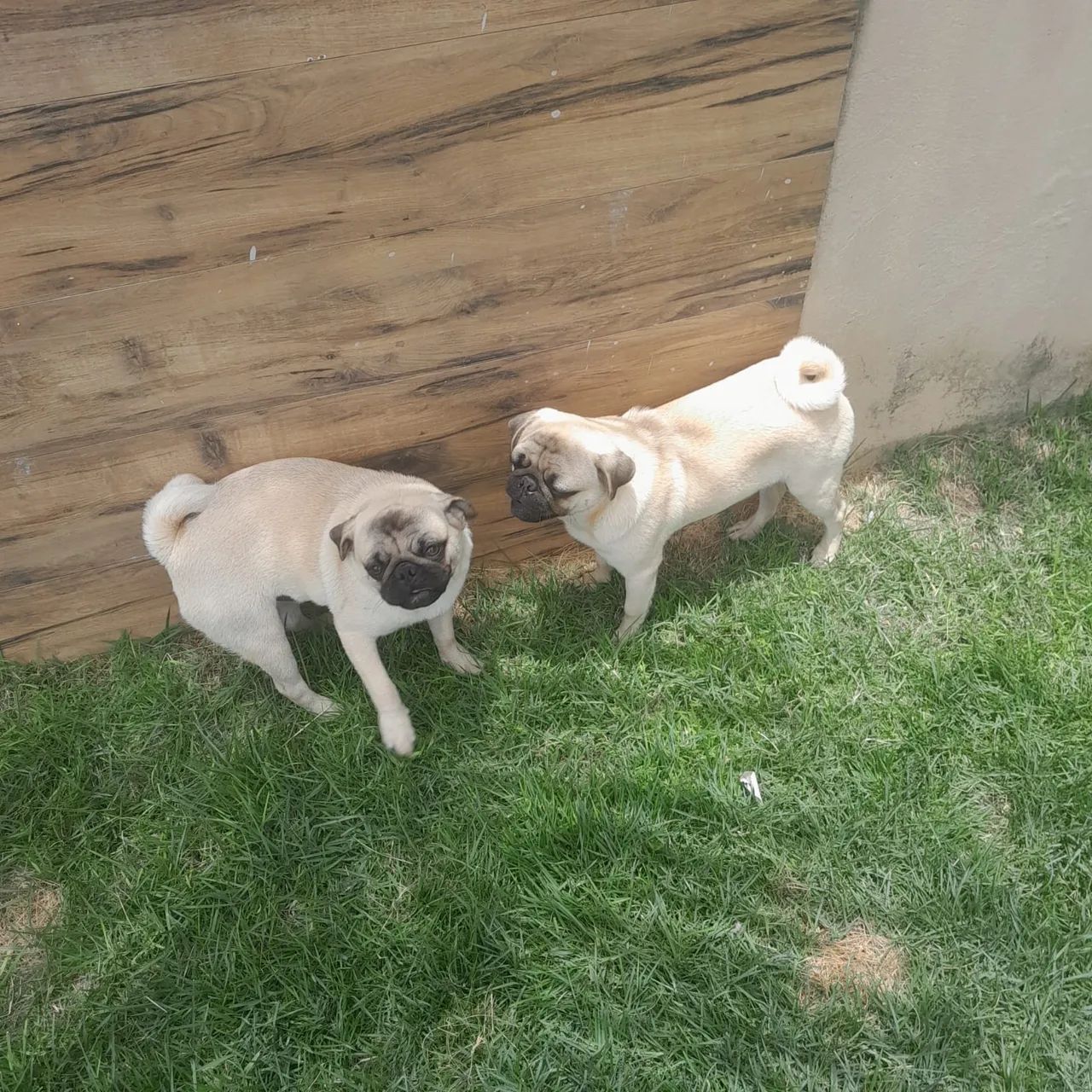 Vendo Pug pedigree macho barato - Foto 2