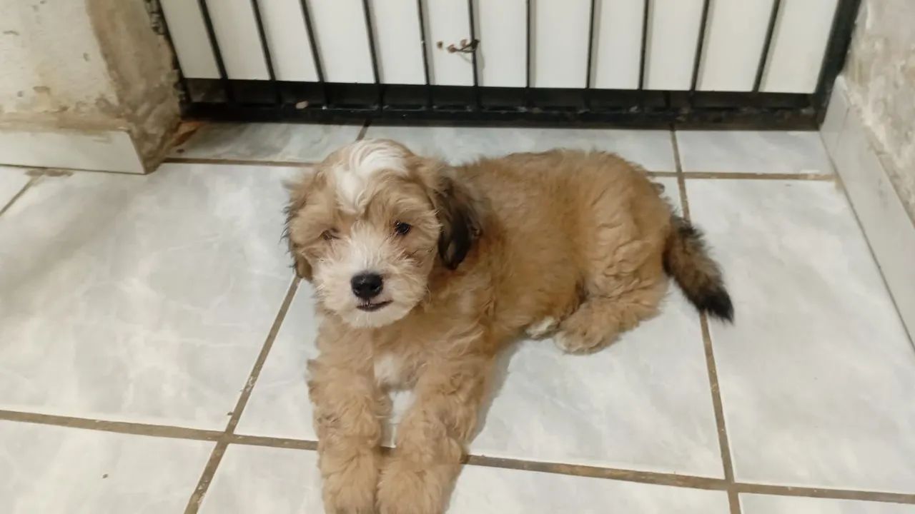 Vendo 2 shi-poo 2 meses e 7 dias - Foto 2