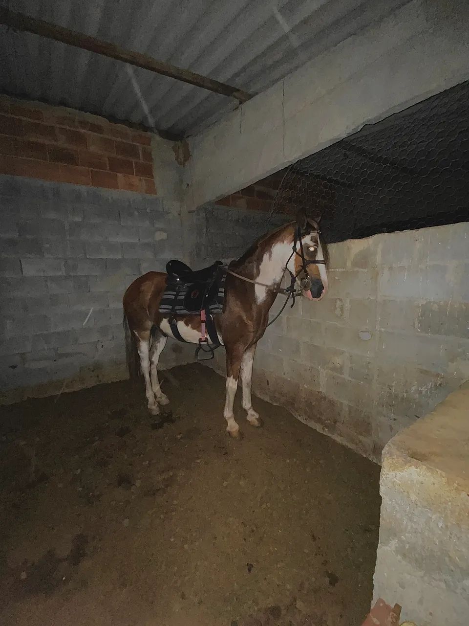 Cavalo - Marcha Picada  - Foto 5