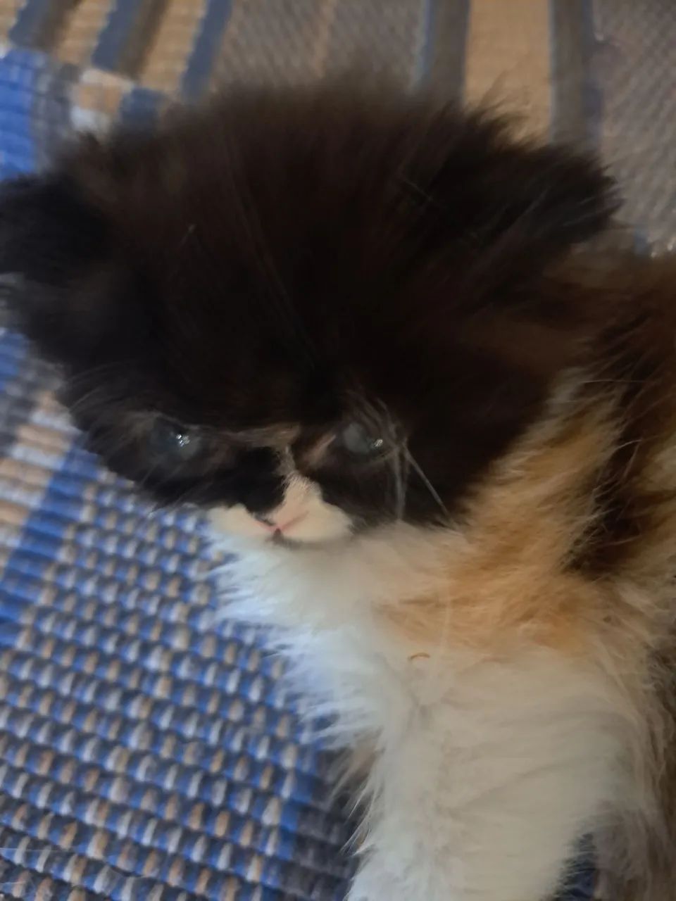 Vende-se gatinha persa  - Foto 4