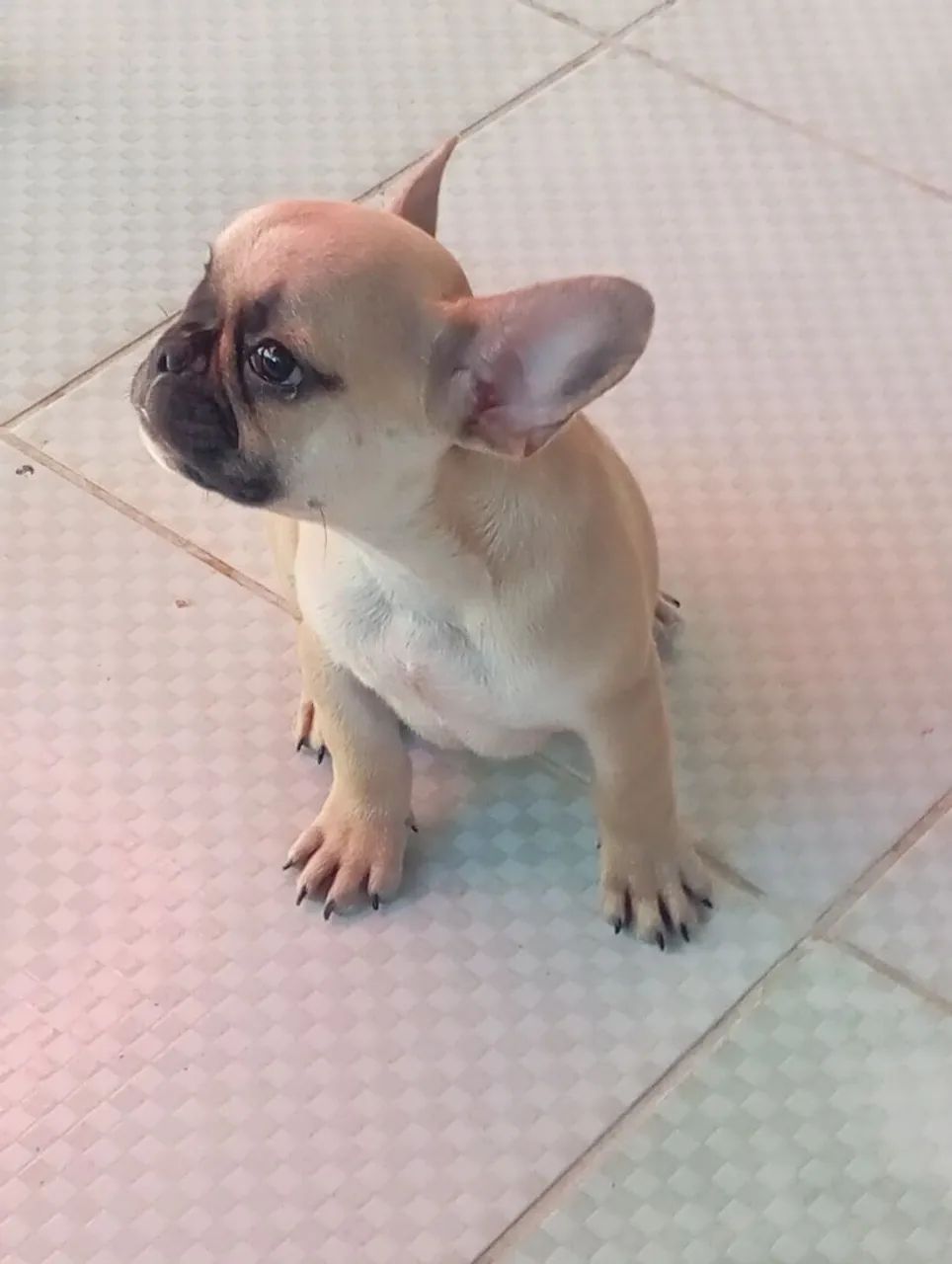 Cachorro  - Foto 3