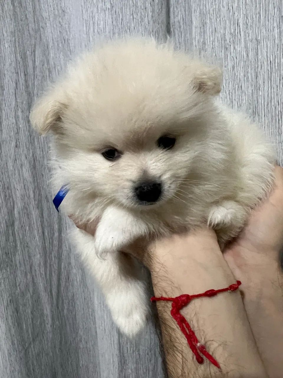 Filhote Spitz alemão  - Foto 2
