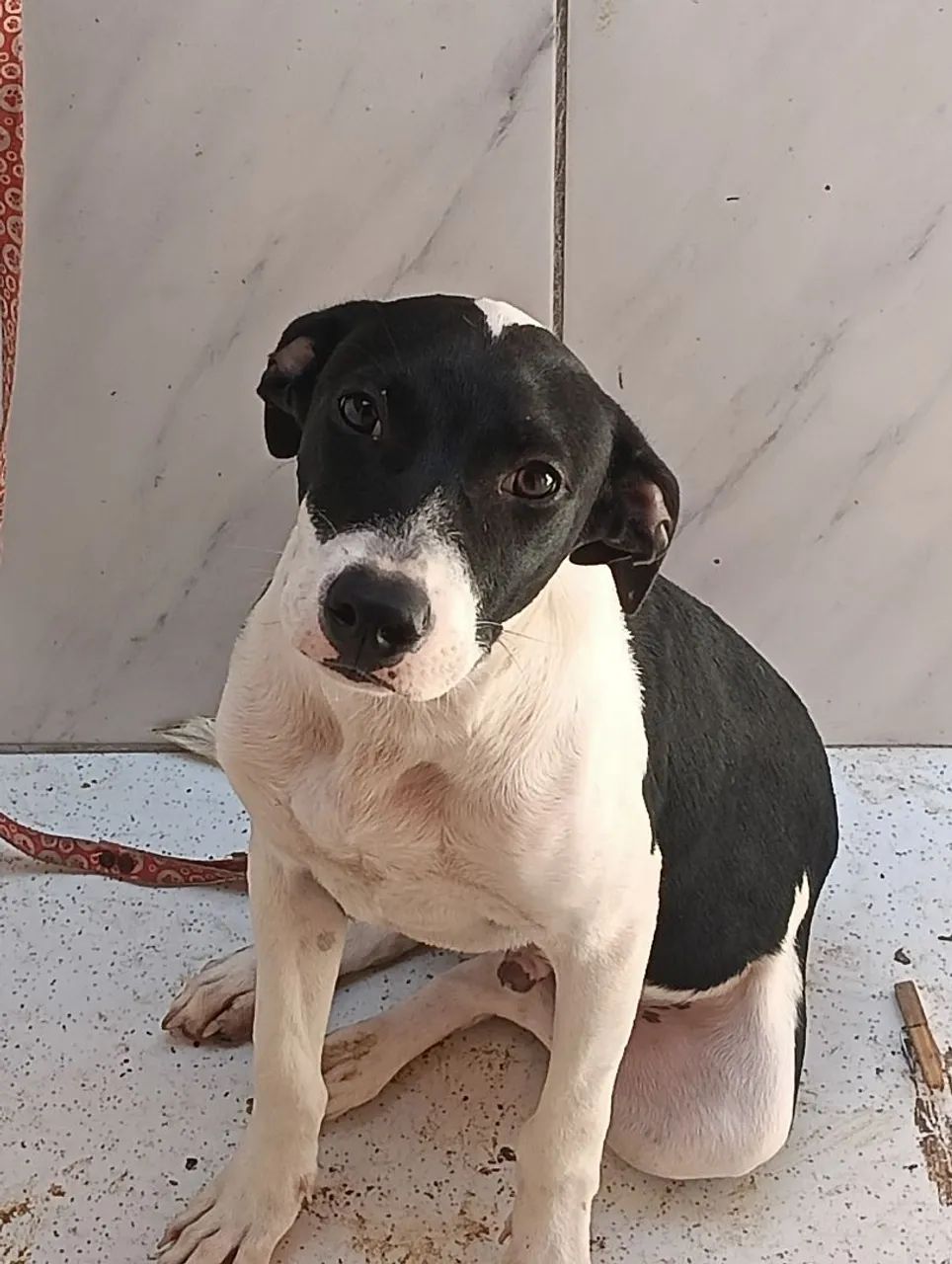 Cachorro para adoção - Foto 3