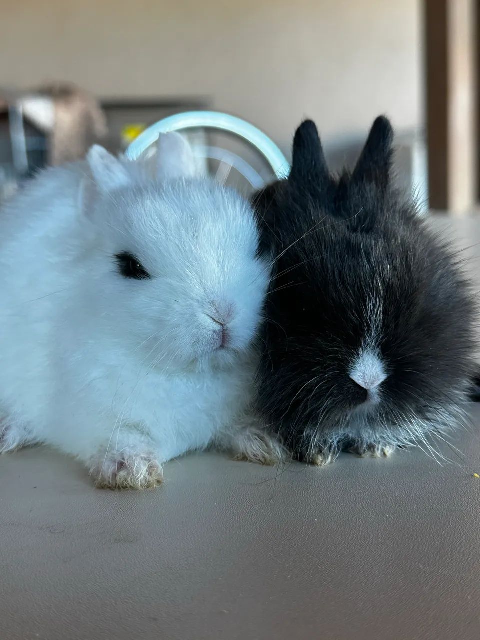 Coelho Mini Netherland Dwarf - Foto 2