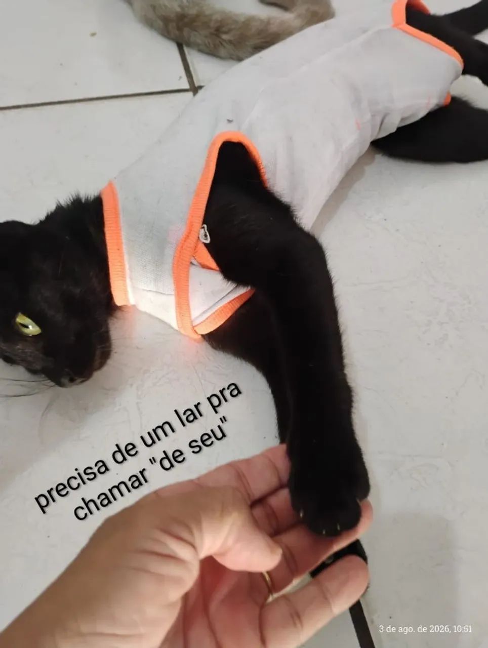 Gata mansa e castrada - Foto 5