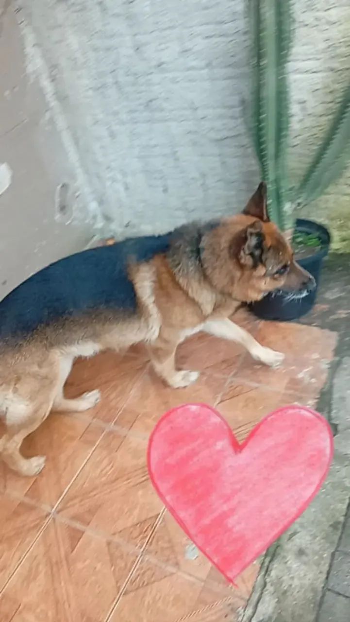 DOAÇÃO DE CACHORRO 