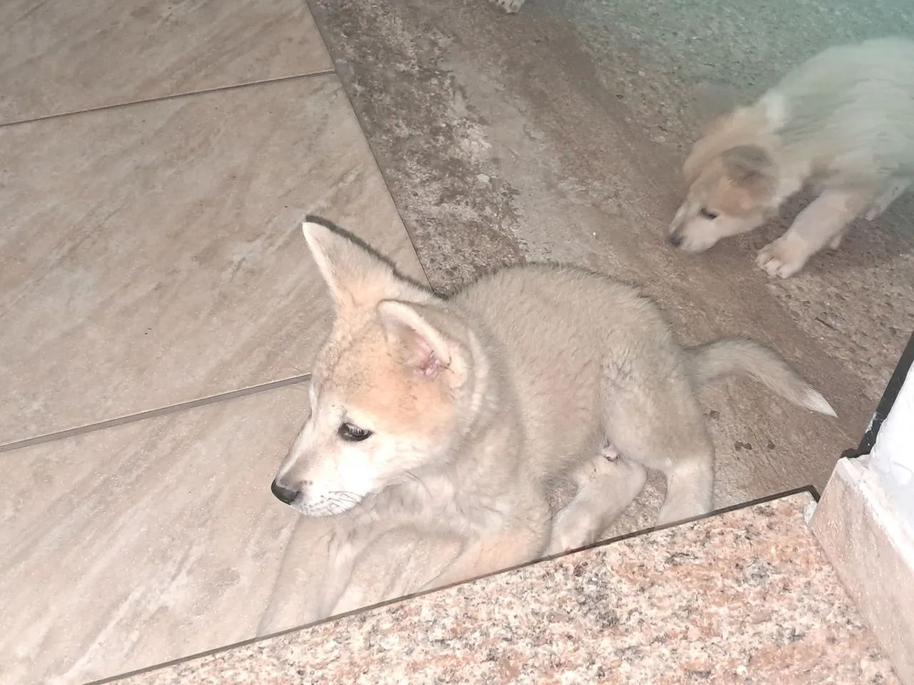 Filhotes de Akita - Foto 3