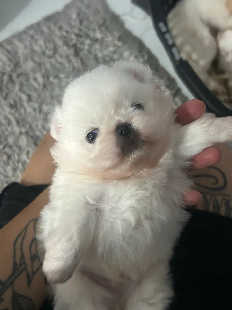 Cachorro - Foto 4