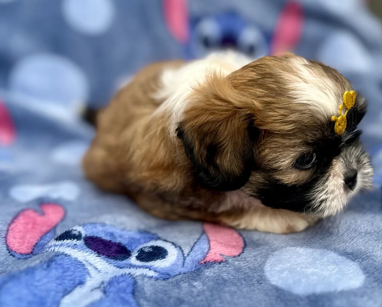 Shih Tzu - Foto 4
