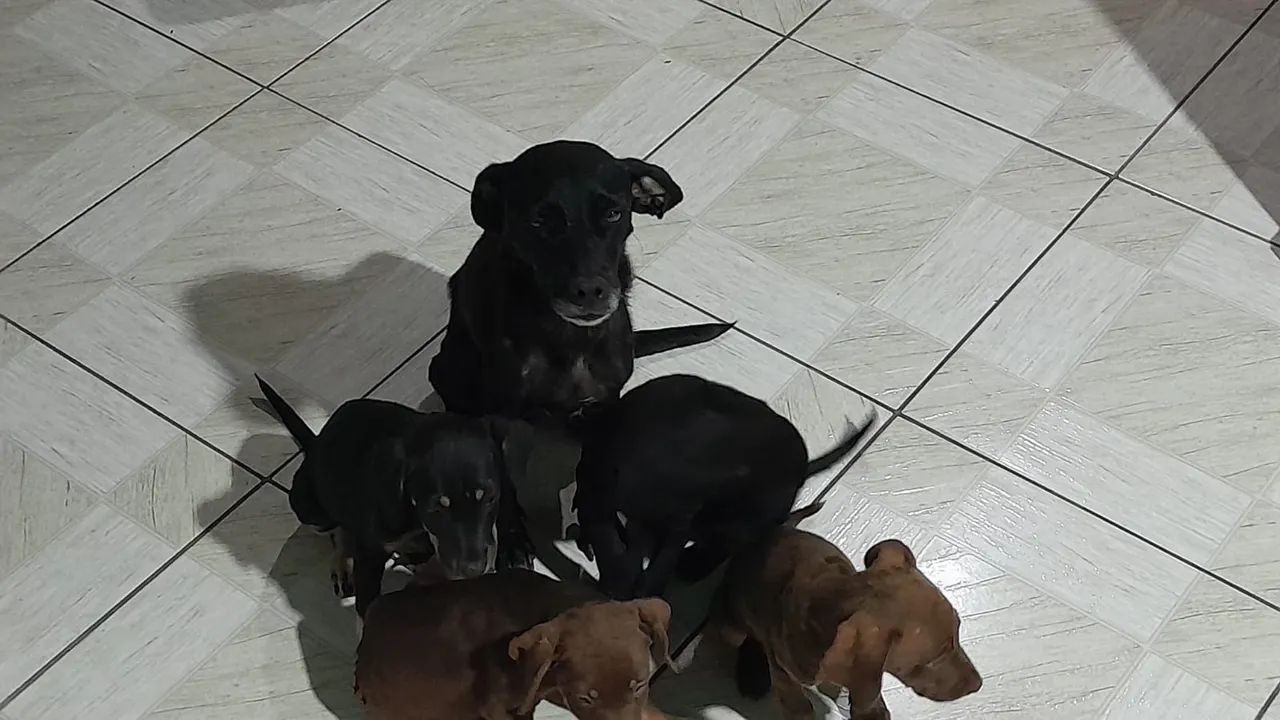 Doação de cachorrinhos  - Foto 3