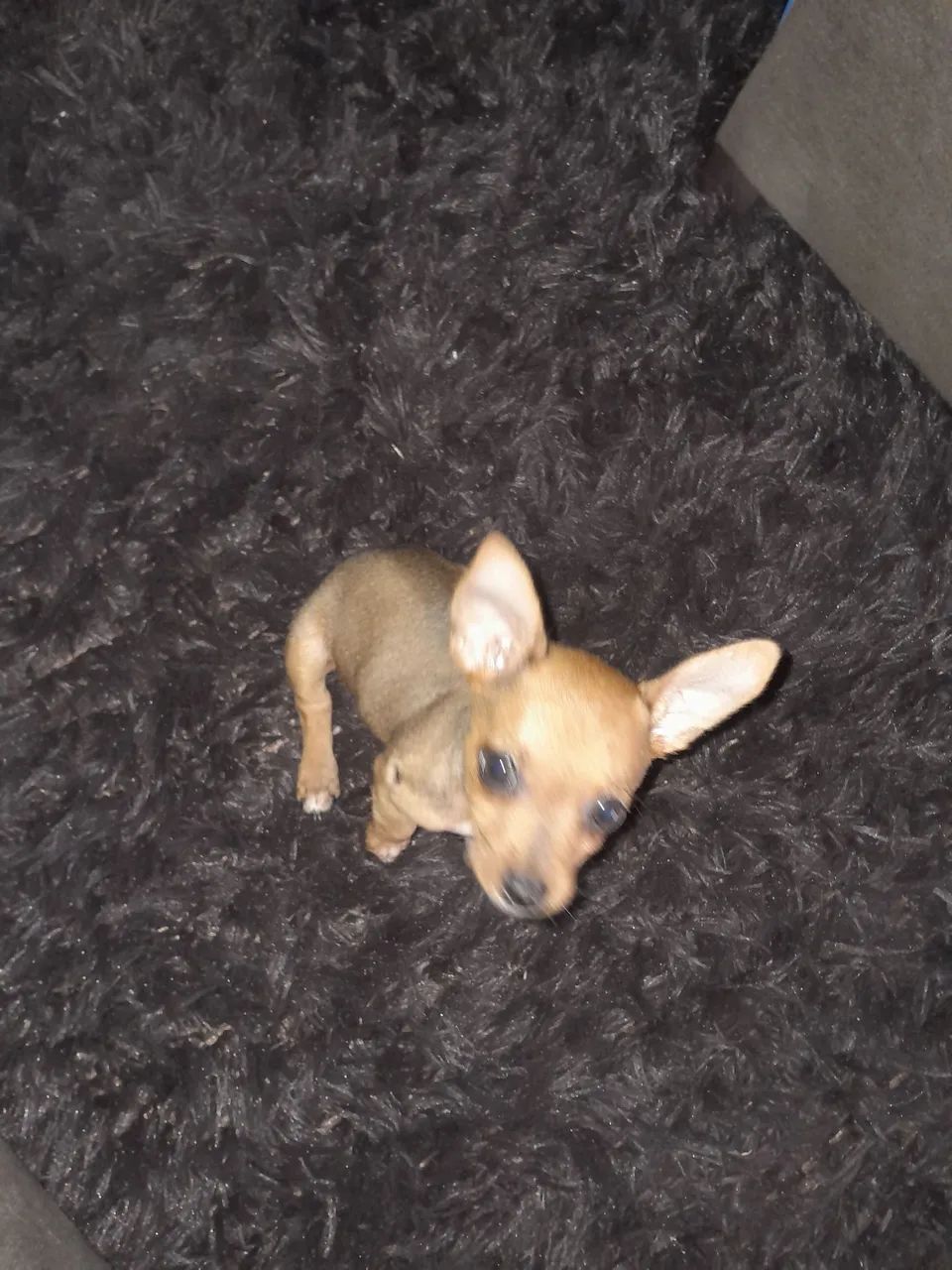 Pinscher zero  - Foto 3