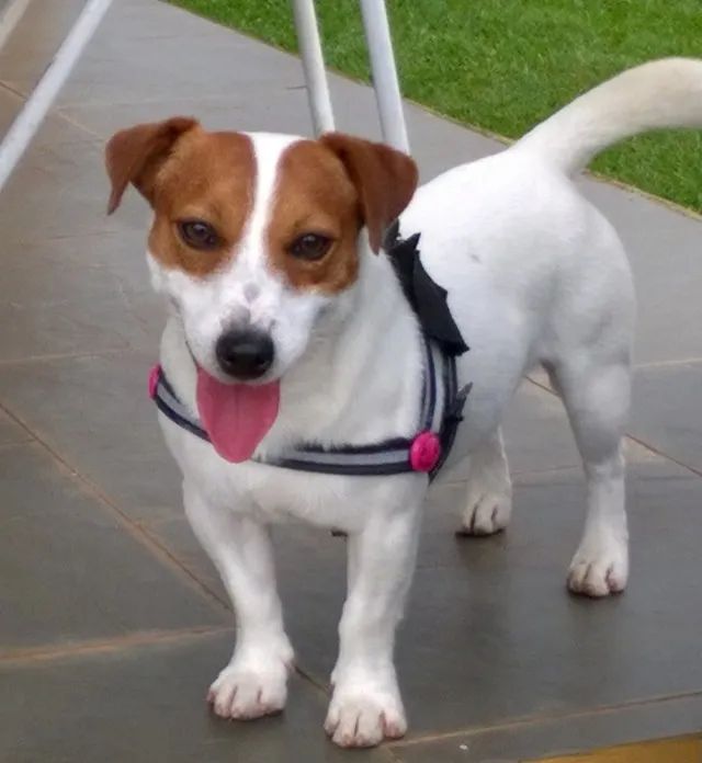 Jack Russel Terrier 
