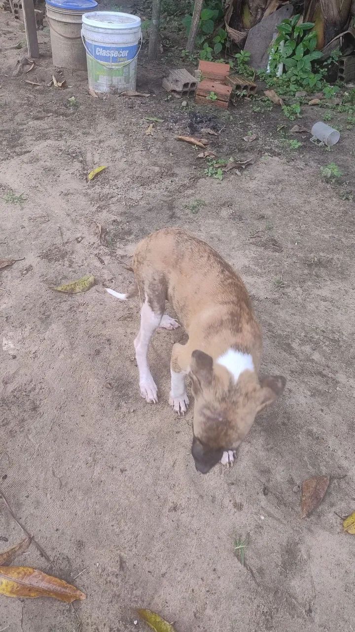 Adoção  - Foto 3
