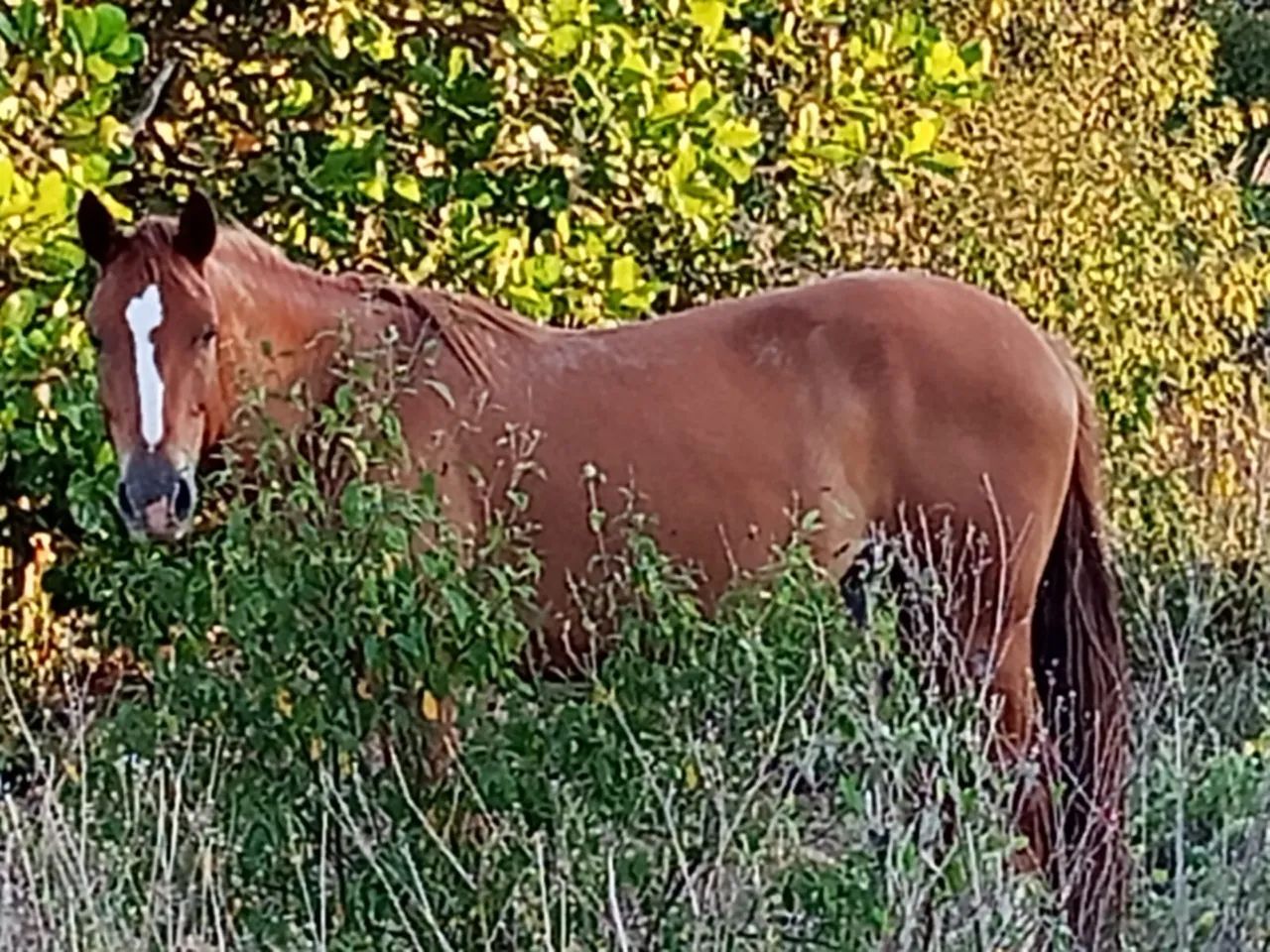 Vende-se égua  linda Castanha - Ótima Oportunidade - Foto 5