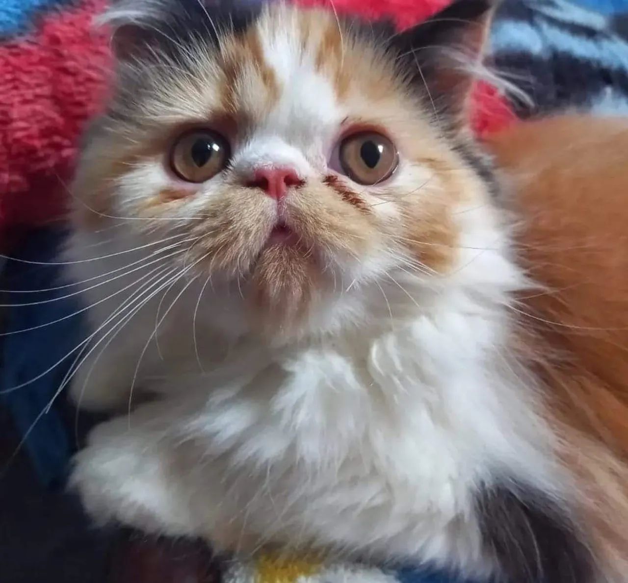 Gato persa