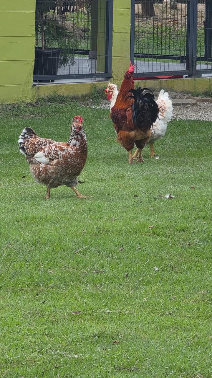 Galinha balão sertaneja 