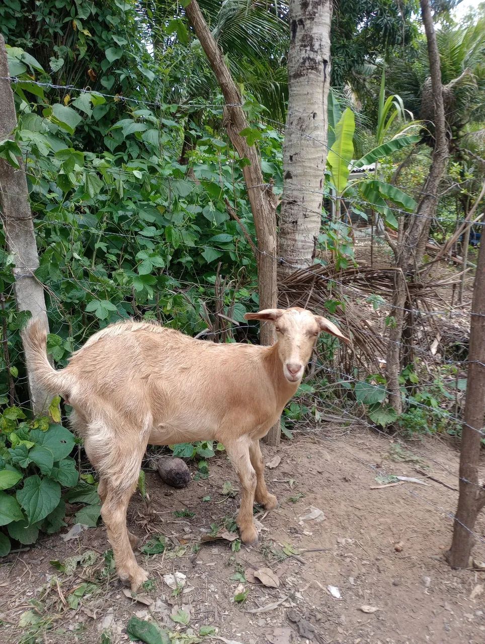 Cabras e bodes a venda - Foto 5