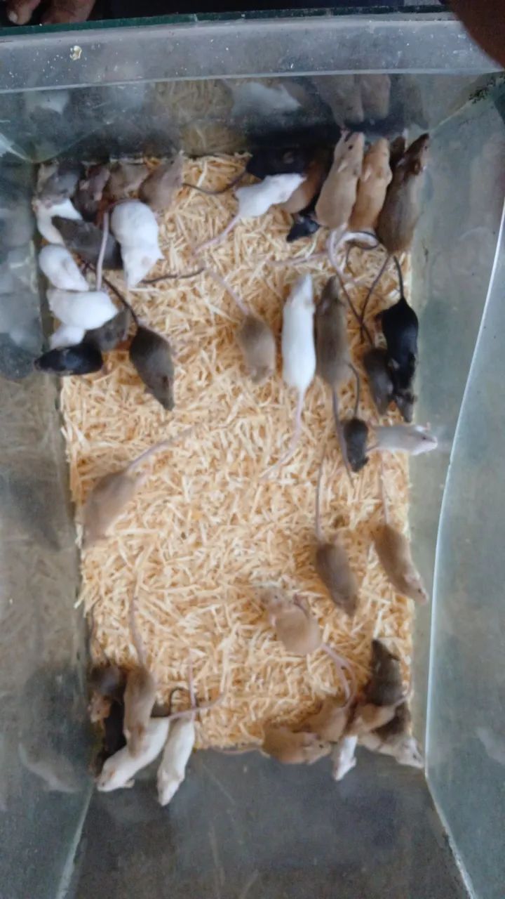 Topodongos - Foto 2