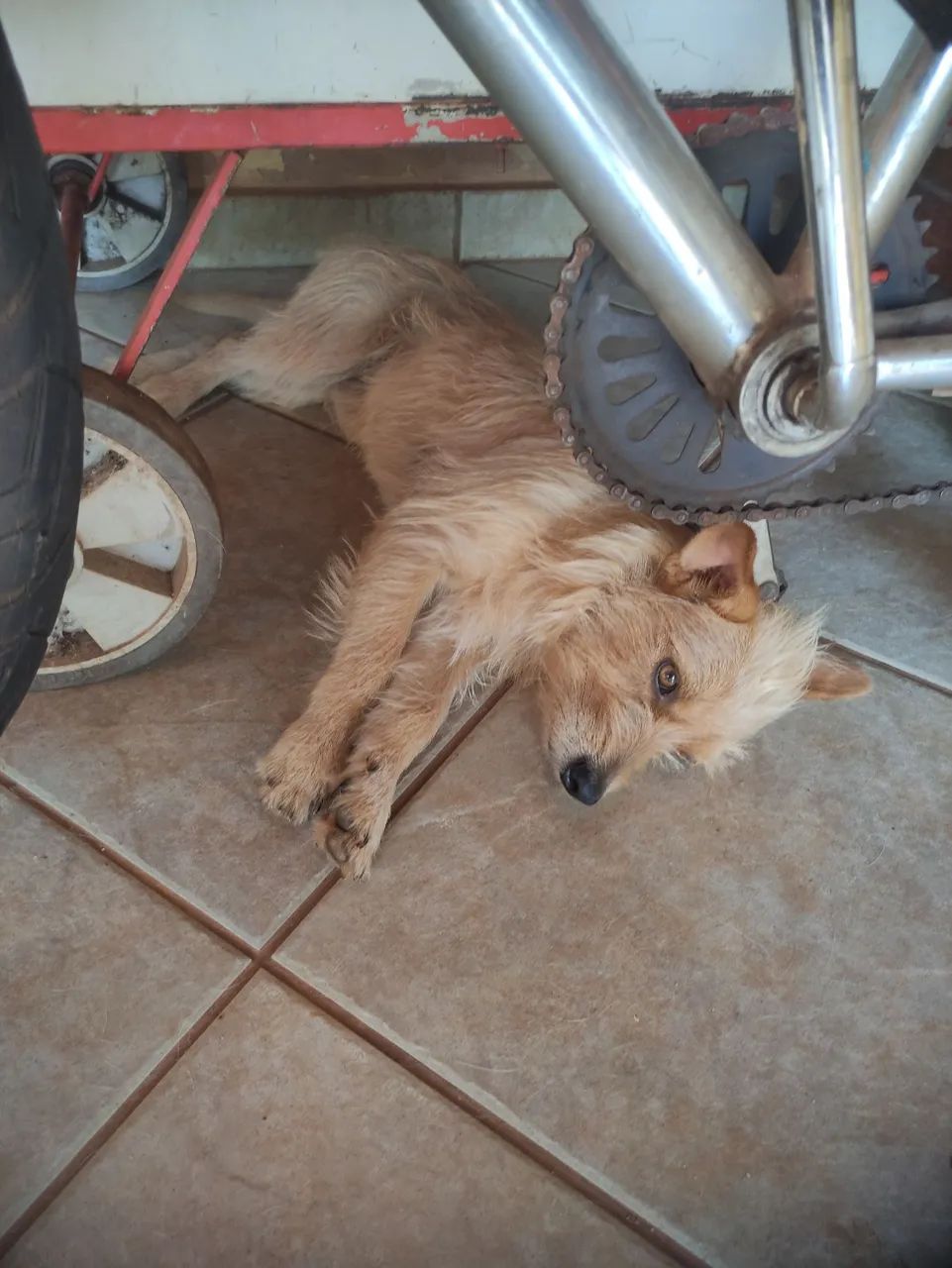 Doação de animais machos  - Foto 5