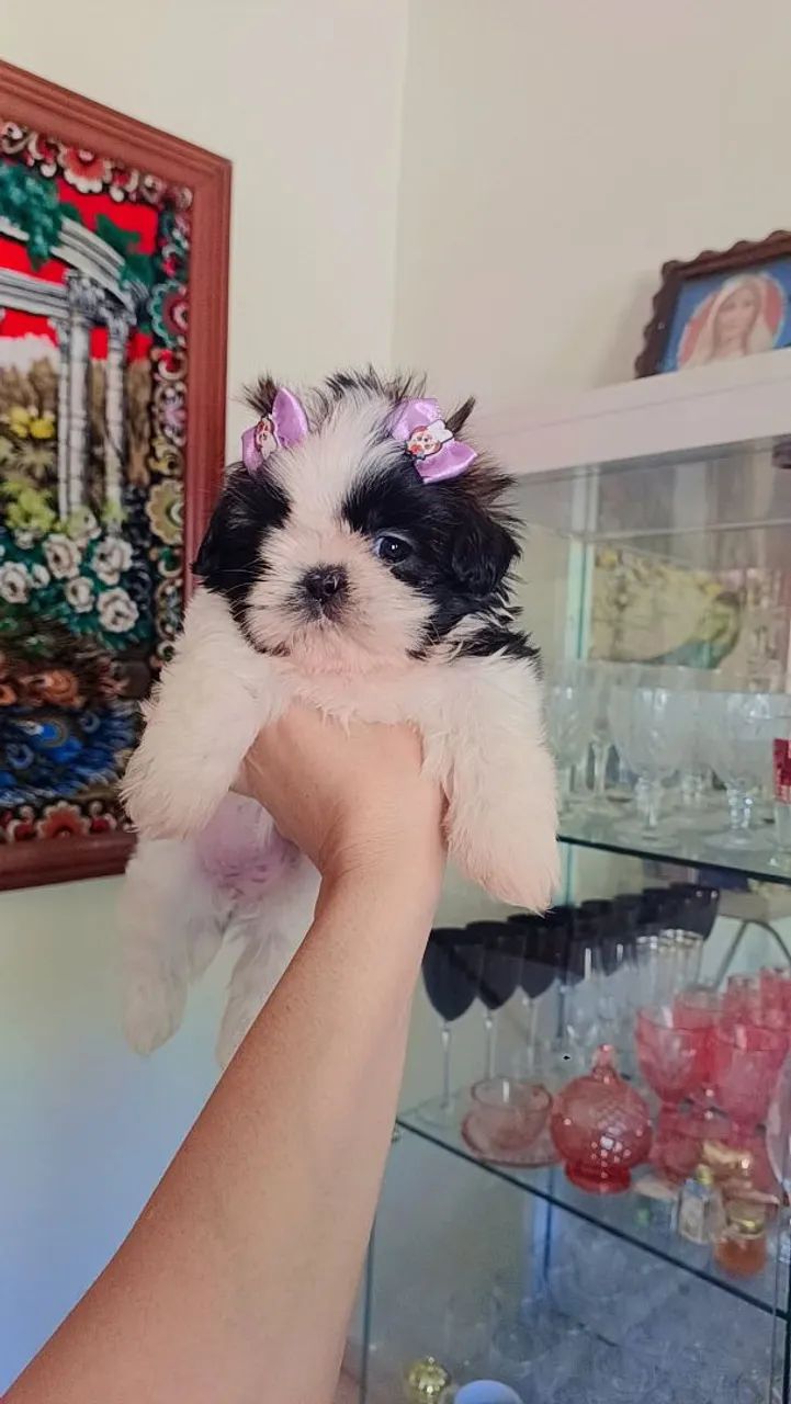 Filhotes mini shih tzu  - Foto 2