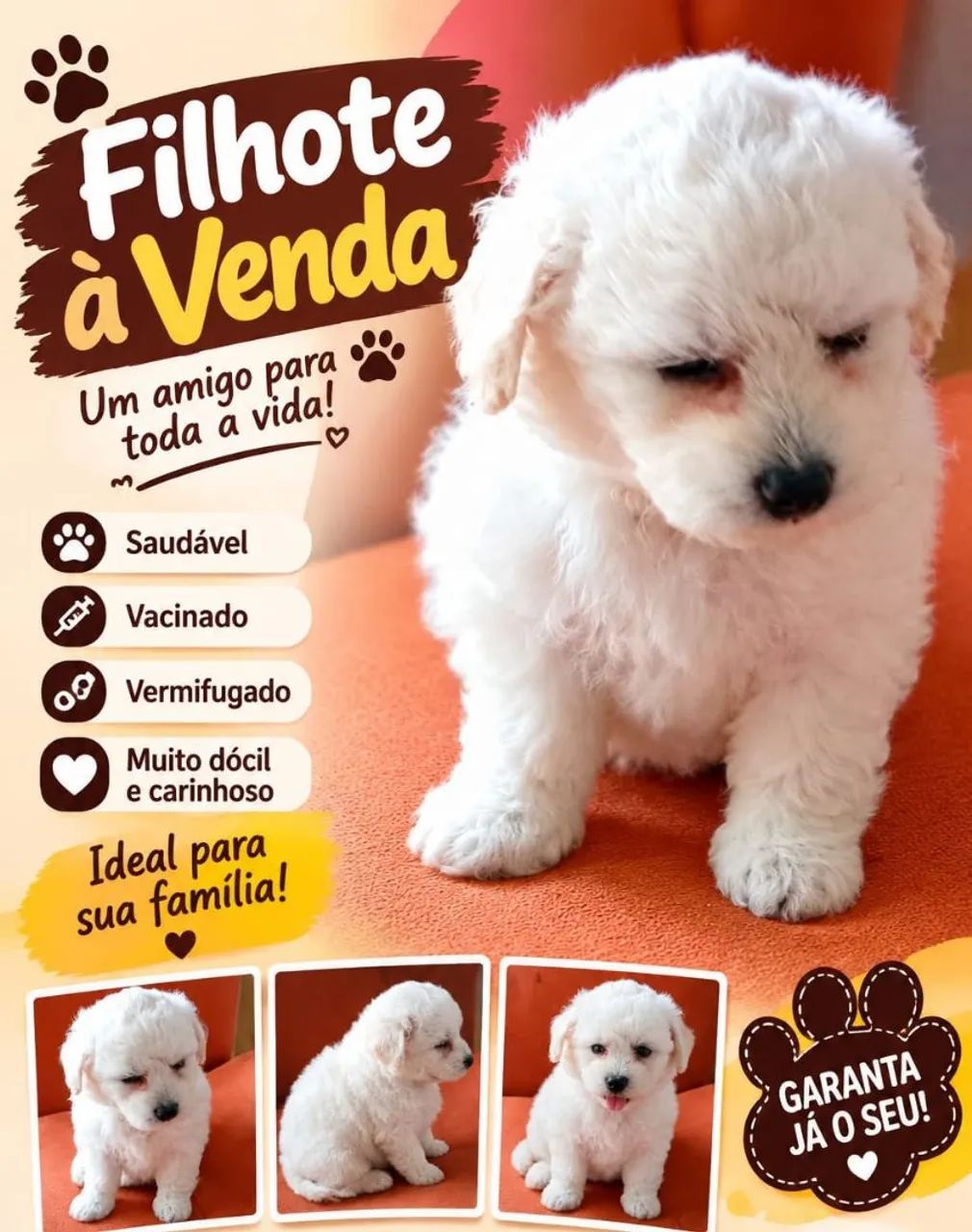 Filhote Poodle  - Foto 4
