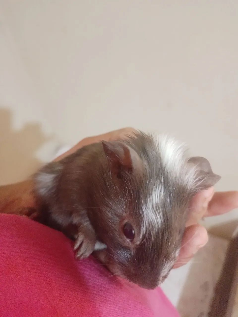 Animais - Foto 3