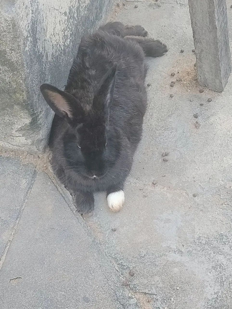 Vende três coelho ?