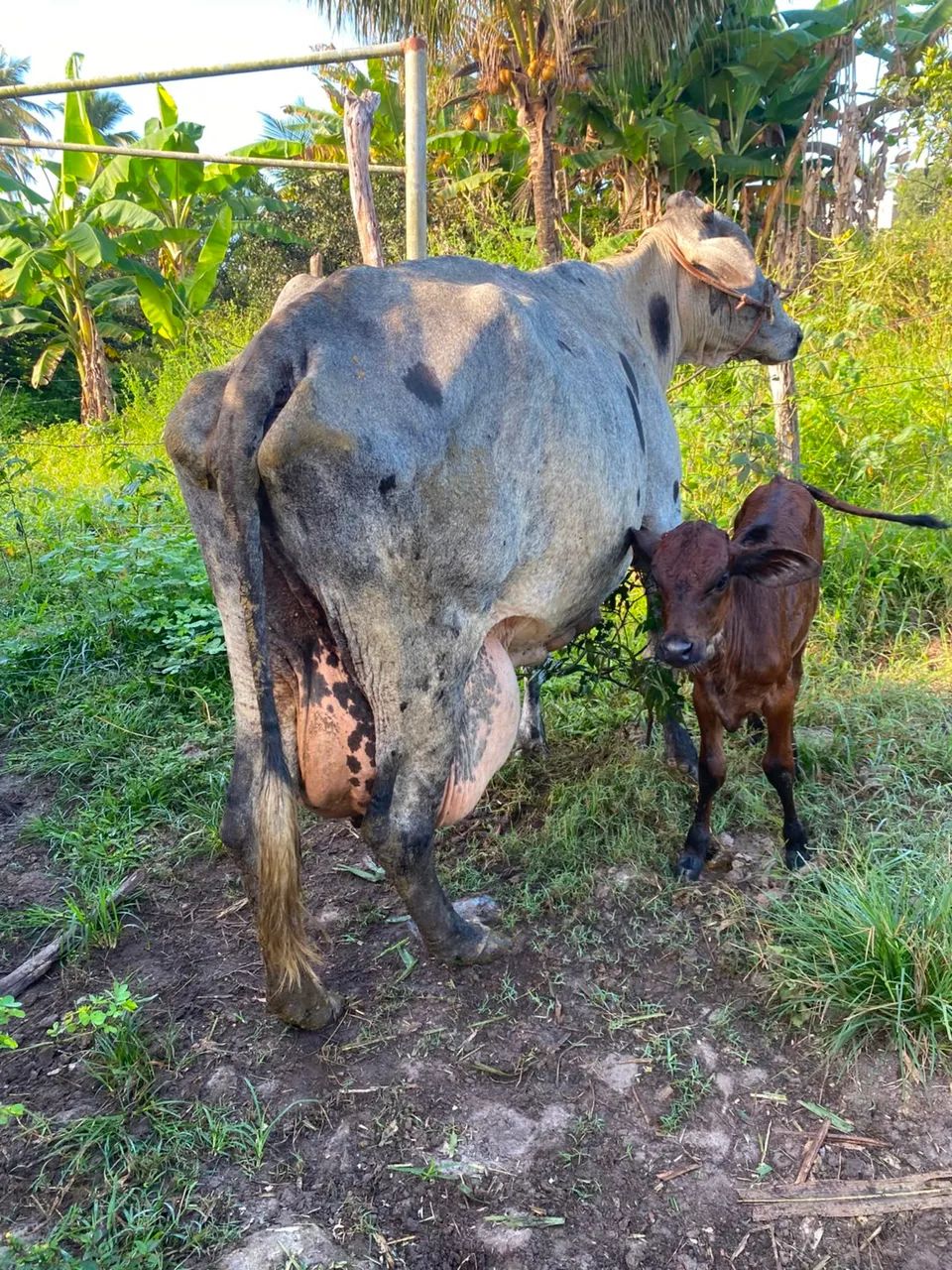 Vendo vaca de leite muito boa  - Foto 2