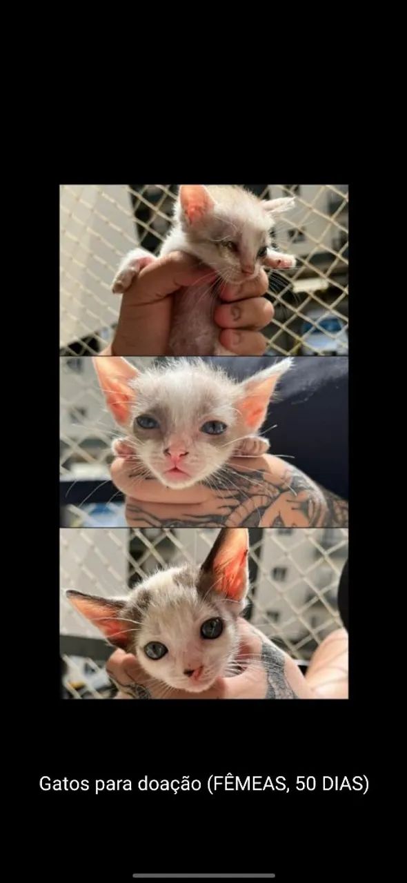 Doação de gatos