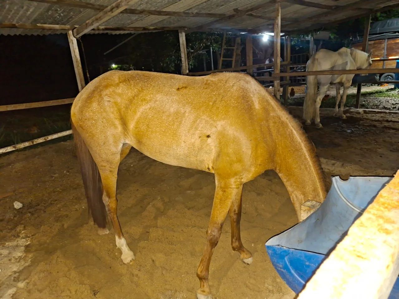 Égua baixeira. - Foto 4