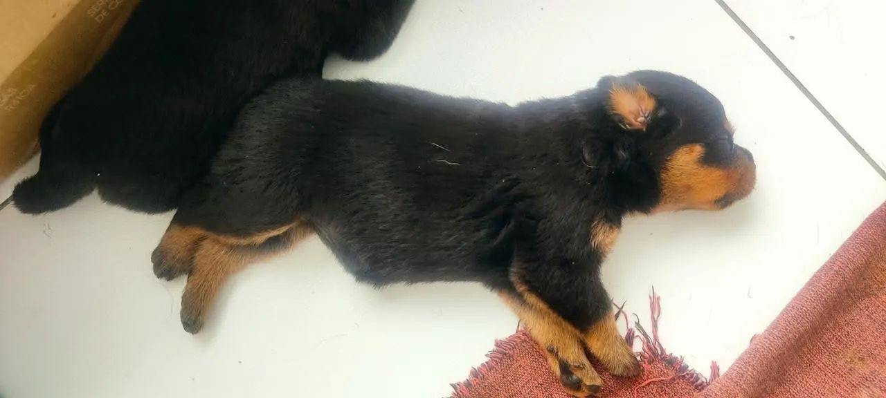 Cachorro rotwale  - Foto 2