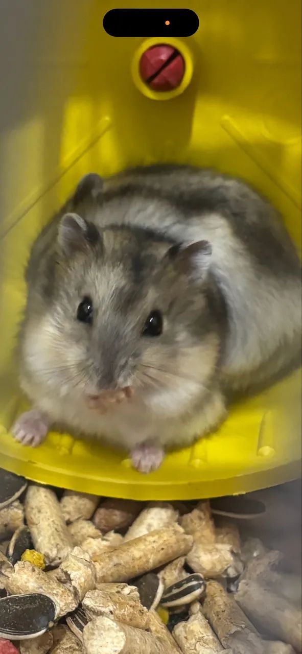 Kit de Completos de Hamster  - Foto 4