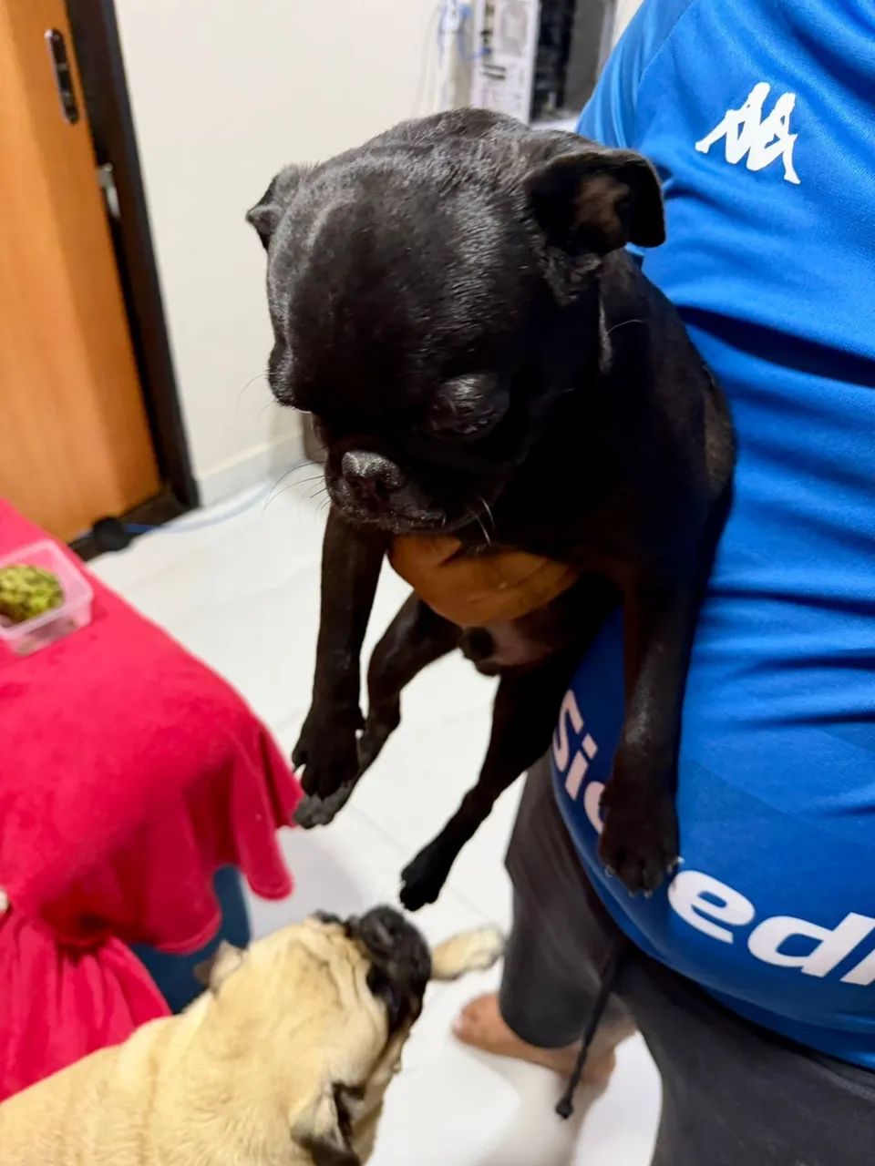 Pug macho original  - Foto 3
