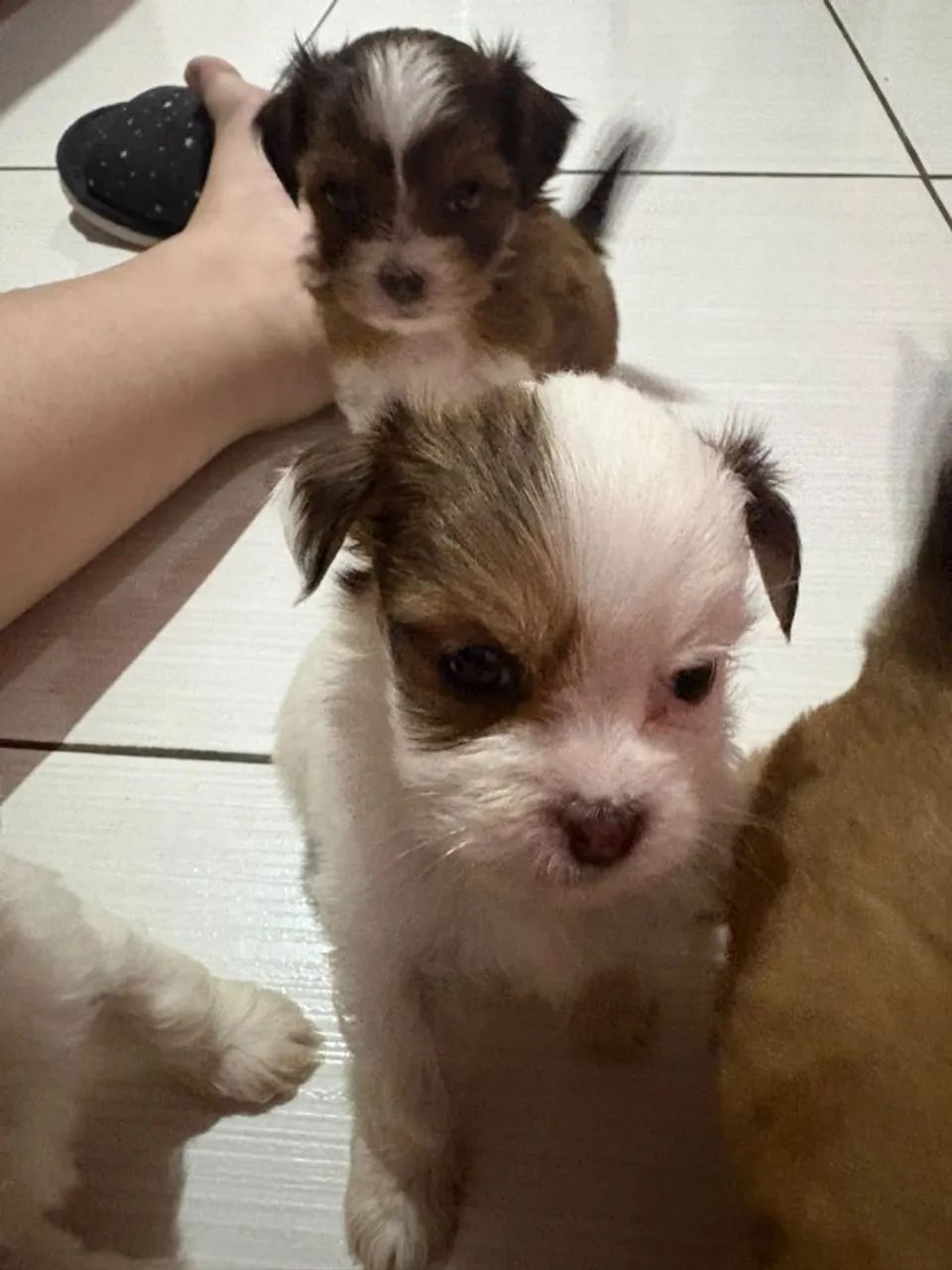 Disponível shihtzu com azape  - Foto 3