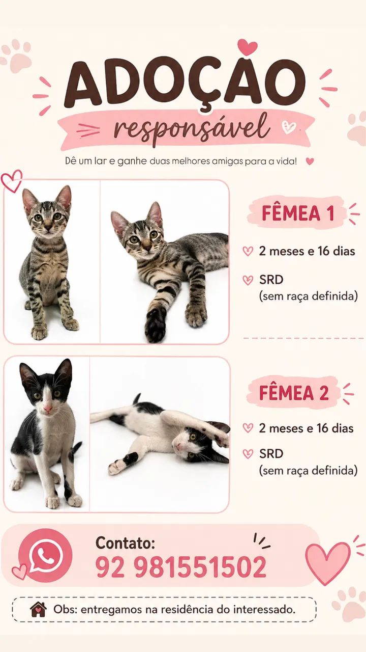 Gatas de fêmeas para adoção 
