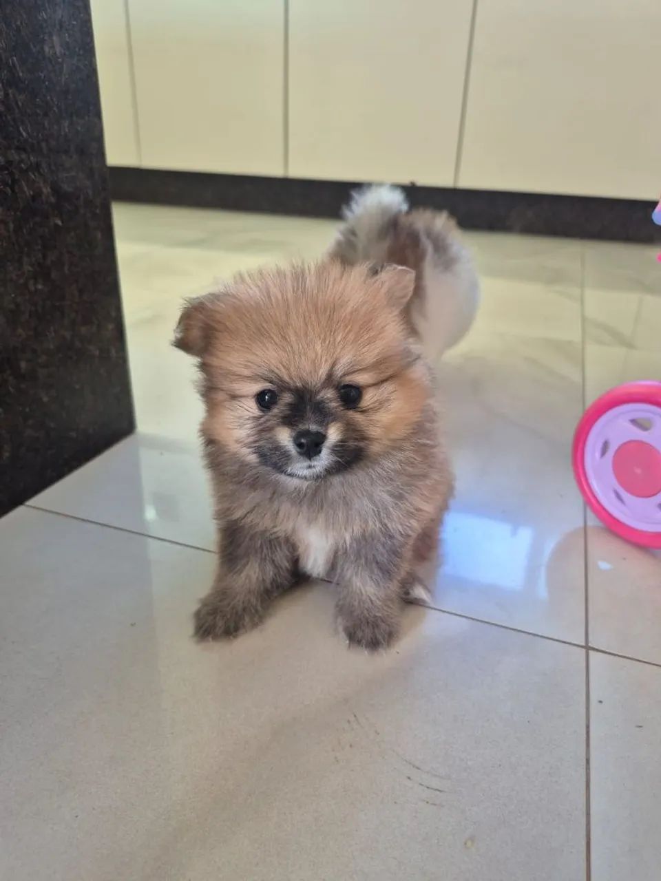 Spitz alemao macho 